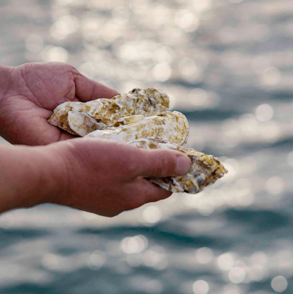 朋輩牡蠣イメージ